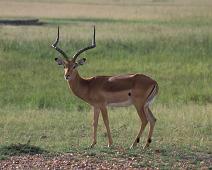 Masai Mara, Impala   Kenya : Kenya