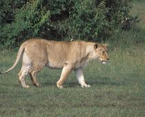 Masai Mara, Female Lion   Kenya : Kenya