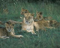 Masai Mara, Female Lion with cubs   Kenya : Kenya