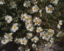spania97141
