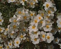 spania97145
