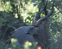 South Africa   Mthethomusha Game Reserve, South Africa : Mthethomusha Game Reserve, South Africa