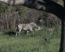 South Africa   Mthethomusha Game Reserve, South Africa : Mthethomusha Game Reserve, South Africa
