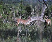 South Africa   Mthethomusha Game Reserve, South Africa : Mthethomusha Game Reserve, South Africa