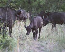 South Africa   Mthethomusha Game Reserve, South Africa : Mthethomusha Game Reserve, South Africa