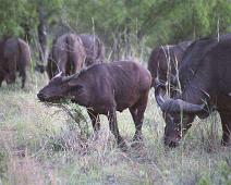 South Africa   Mthethomusha Game Reserve, South Africa : Mthethomusha Game Reserve, South Africa