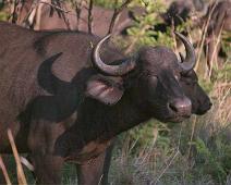 South Africa   Mthethomusha Game Reserve, South Africa : Mthethomusha Game Reserve, South Africa