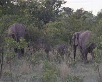South Africa   Mthethomusha Game Reserve, South Africa : Mthethomusha Game Reserve, South Africa