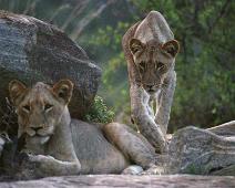 South Africa   Mthethomusha Game Reserve, South Africa : Mthethomusha Game Reserve, South Africa