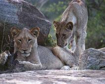 South Africa   Mthethomusha Game Reserve, South Africa : Mthethomusha Game Reserve, South Africa