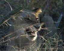 South Africa   Mthethomusha Game Reserve, South Africa : Mthethomusha Game Reserve, South Africa