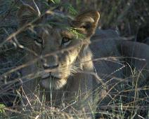 South Africa   Mthethomusha Game Reserve, South Africa : Mthethomusha Game Reserve, South Africa