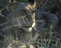 South Africa   Mthethomusha Game Reserve, South Africa : Mthethomusha Game Reserve, South Africa
