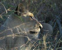 South Africa   Mthethomusha Game Reserve, South Africa : Mthethomusha Game Reserve, South Africa