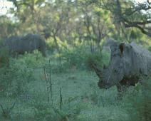 South Africa   Mthethomusha Game Reserve, South Africa : Mthethomusha Game Reserve, South Africa