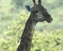 South Africa   Mthethomusha Game Reserve, South Africa : Mthethomusha Game Reserve, South Africa