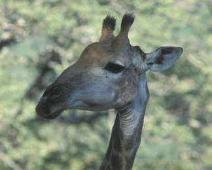 South Africa   Mthethomusha Game Reserve, South Africa : Mthethomusha Game Reserve, South Africa