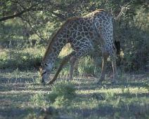 South Africa   Mthethomusha Game Reserve, South Africa : Mthethomusha Game Reserve, South Africa