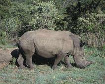 South Africa   Mthethomusha Game Reserve, South Africa : Mthethomusha Game Reserve, South Africa