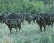 South Africa   Mthethomusha Game Reserve, South Africa : Mthethomusha Game Reserve, South Africa