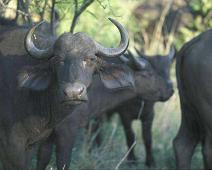 South Africa   Mthethomusha Game Reserve, South Africa : Mthethomusha Game Reserve, South Africa