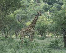 South Africa   Mthethomusha Game Reserve, South Africa : Mthethomusha Game Reserve, South Africa