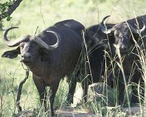 South Africa   Mthethomusha Game Reserve, South Africa : Mthethomusha Game Reserve, South Africa