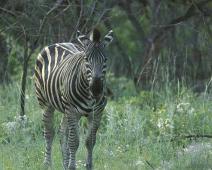 South Africa   Mthethomusha Game Reserve, South Africa : Mthethomusha Game Reserve, South Africa
