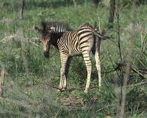 South Africa   Mthethomusha Game Reserve, South Africa : Mthethomusha Game Reserve, South Africa