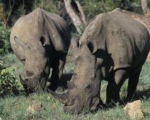 South Africa   Mthethomusha Game Reserve, South Africa : Mthethomusha Game Reserve, South Africa
