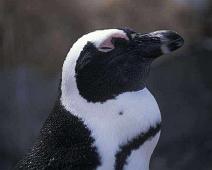 South Africa   South Africa : South Africa