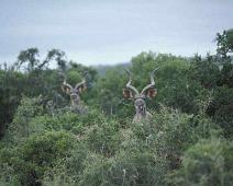 South Africa   South Africa : South Africa