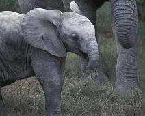 South Africa   South Africa : South Africa