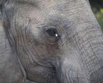 South Africa   South Africa : South Africa