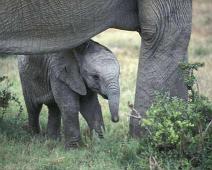 South Africa   South Africa : South Africa