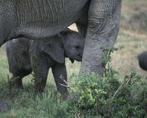 South Africa   South Africa : South Africa