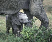 South Africa   South Africa : South Africa