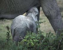 South Africa   South Africa : South Africa