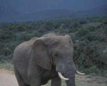 South Africa   South Africa : South Africa