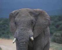 South Africa   South Africa : South Africa