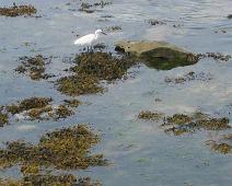 Roscoff