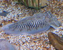 Port Vell Aquarium