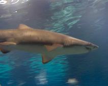 Shark, Port Vell Aquarium