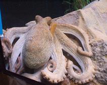 Octopus, Port Vell Aquarium