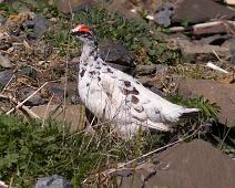 Grouse