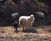 Nesjavellir