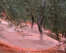 Olivennett   Tovetto : Tovetto
