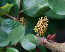 Blomstrende tre   Tovetto : Tovetto