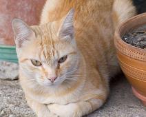 Katt   Villa Faraldi : Villa Faraldi