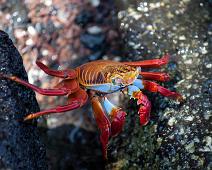 Sally Lightfoot Crab   Puerto Ayora, Sally Lightfoot crab : Puerto Ayora, Sally Lightfoot crab
